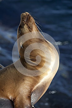 California Sea Lion