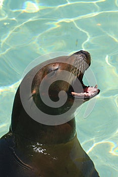 California Sea Lion