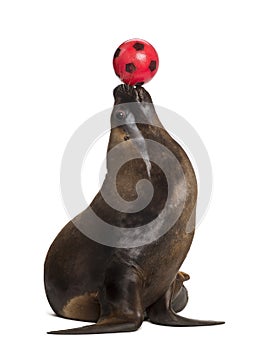 California Sea Lion, 17 years old, playing with ball