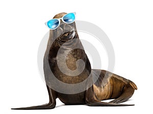 California Sea Lion, 17 years old, wearing sunglasses