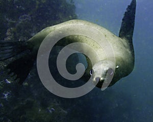 California Sea Lion