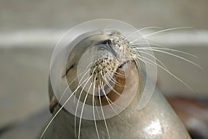 California Sea Lion