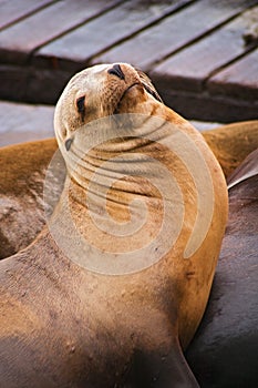 California Sea Lion