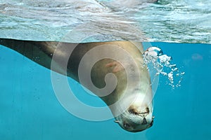 California Sea Lion