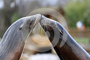 California Sea Lion