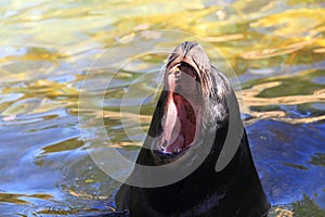 California sea lion