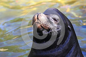 California sea lion