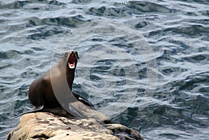 California Sea Lion