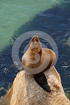 California sea lion