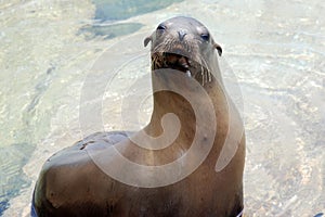 California sea lion photo