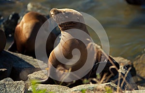 California sea lion in afternoon sun