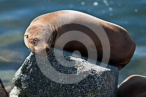 California sea lion in afternoon sun