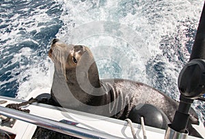 California Sea Lion on back of charter fishing boat in Cabo San Lucas Baja Mexico