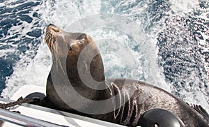 California Sea Lion on the back of charter fishing boat in Cabo San Lucas Mexico