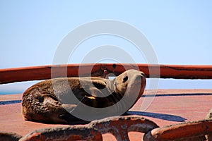 California sea lion basking in the sun on a buoy photo