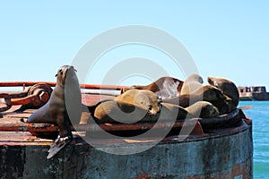 California sea lion basking in the sun on a buoy photo