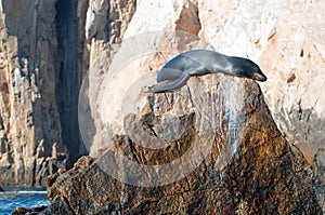 California Sea Lion basking in the sun on Lands Endâ€ of Los Arcos in Cabo San Lucas