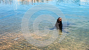 California Sea Lion bellowing loudly in marina in Cabo San Lucas Baja Mexico