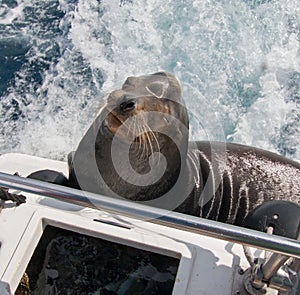 California Sea Lion on boat in Cabo San Lucas harbor in Baja Mexico