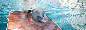 California Sea Lion on boat dock in Cabo San Lucas Baja Mexico