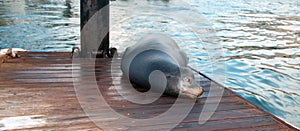 California Sea Lion on boat dock in Cabo San Lucas marina in Cabo San Lucas Baja Mexico