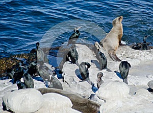 California sea lion in the company of Brandt Cormorants photo