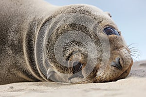 California Sea Lion cub