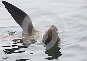 : A California sea lion enjoying its swim at Monterey bay California.