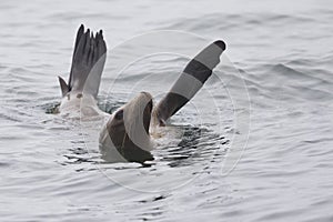 : A California sea lion enjoying its swim at Monterey bay California.