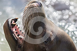 California sea lion face close-up with whiskers and canine teeth