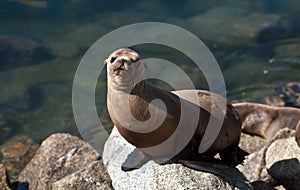 California sea lion in harbor