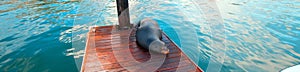 California Sea Lion on harbor boat dock in Cabo San Lucas Baja Mexico