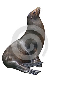 California sea lion isolated on white background