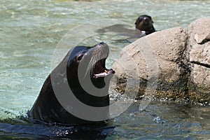 California sea lion male barking while swimming