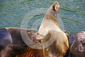 California Sea Lion male, jousting for space