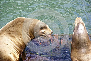 California Sea Lion male, jousting for space