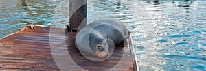 California Sea Lion on marina boat dock in Cabo San Lucas Baja Mexico