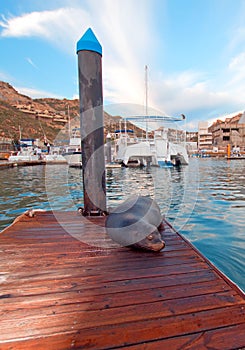 California Sea Lion on marina boat dock in Cabo San Lucas Baja Mexico