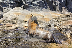 California Sea Lion Mexico