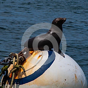 California Sea Lion pearched on top of a buoy in San Diego Bay