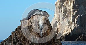 California Sea Lion on â€œthe Pointâ€ or â€œPinnacle of Lands Endâ€ of Los Arcos in Cabo San Lucas in Baja Mexico