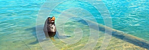 California Sea Lion posing in marina in Cabo San Lucas Baja Mexico