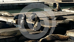 California sea lion posturing on floating pontoons at pier 39 in san francisco