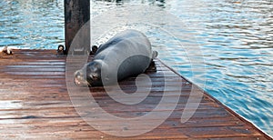 California Sea Lion resting on boat dock in Cabo San Lucas marina in Cabo San Lucas Baja Mexico