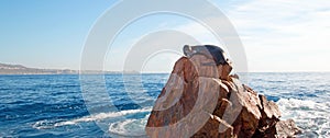 California Sea Lion resting on â€œthe Pointâ€ or â€œPinnacle of Lands Endâ€ of Los Arcos in Cabo San Lucas in Baja Mexico