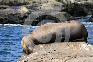 California Sea Lion Resting on a Rock