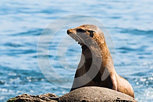 California Sea Lion Resting on Rock in La Jolla, California