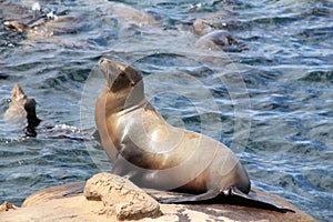 California Sea Lion on a Rock