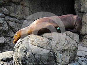 California sea lion on rocks