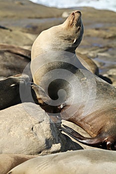 California Sea Lion on the rocks in LaJolla California